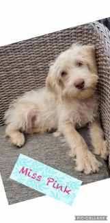 Gumtree labradoodle hot sale puppies