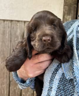 Chocolate spaniel clearance for sale