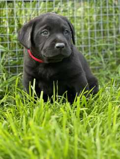 Purebred chocolate and black Labrador puppies 