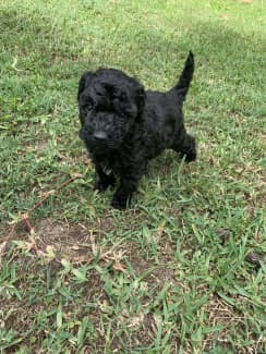 toy poodle for sale central coast