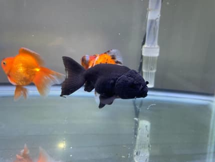 Gumtree goldfish hot sale