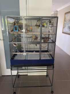 2 hand raised male budgies, cage included