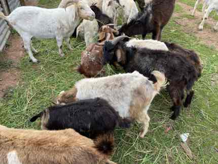 free goats for sale near me