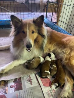 Sheltie puppies for sale hot sale gumtree