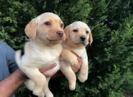 Pure labrador sales puppy for sale