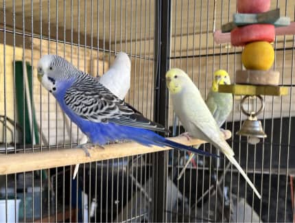 budgies for sale sydney