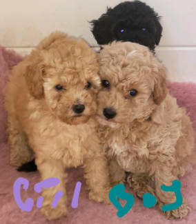 toy poodle for sale central coast