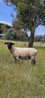 Black Suffolk Ram 3yo $500 and lambs
