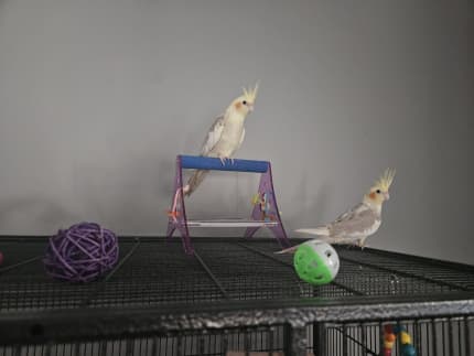 Cockatiel best sale cage gumtree