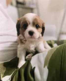 Pedigree Cavalier Puppies 🐶 - 8 weeks - Available For New Home ✅