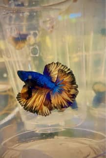 Betta best sale fish gumtree