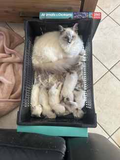 Ragdoll kittens store for sale gumtree