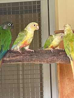 Conures - 4 for sale - 4 months old