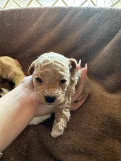 Maltese X Toy poodle for sale