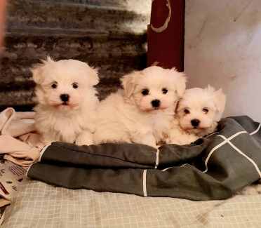 Maltese cross Shih Tzu bichon puppies
