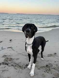 Great Dane for sale