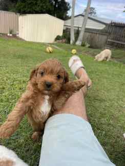 CAVOODLE PUPPS (ONE TINY GILR LEFT) 
