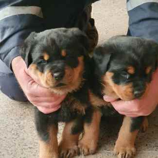 Rottwhellier pups 2 males