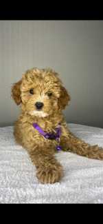 BEAUTIFUL FEMALE TOY CAVOODLE 