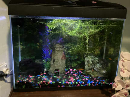 blue planet tank Pet Products Gumtree Australia Free Local