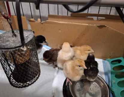 7 Cute baby chicks about 1 week old, unsexed. Pickup Benalla