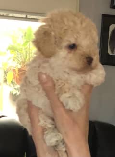 teacup poodle gumtree