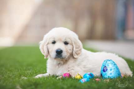 Gumtree golden retriever 2024 puppies for sale