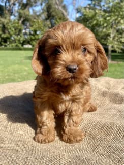 Toy 2024 cavoodle gumtree