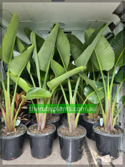 nicolai | Plants | Gumtree Australia Free Local Classifieds | Page 2