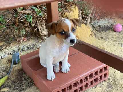 Worlds Cutest Jack Russell Pups - 6 boys and girls available
