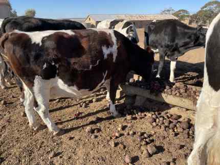 Milking cow for sale