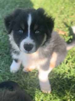 1 x Purebred Australian Shepherd (DNA Clear) Free Delivery Sydney