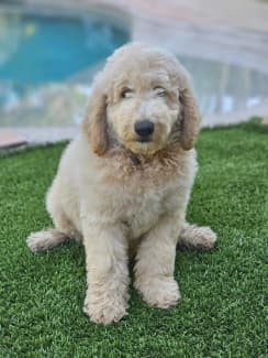 Gumtree goldendoodle best sale