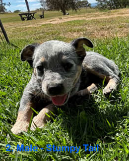 Cattle dog sale gumtree