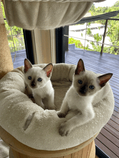 Gumtree deals siamese kittens