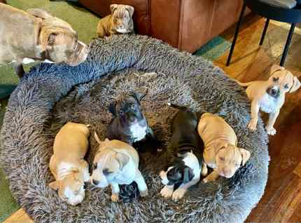 Absolutely beautiful purebred American Staffordshire Terrier puppies