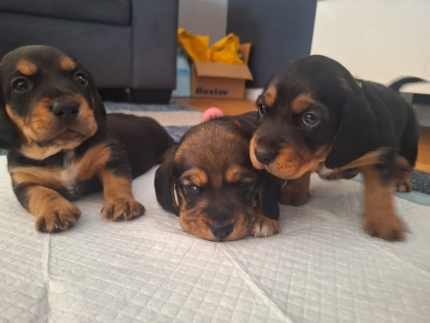 Beagle x Dachshund puppies