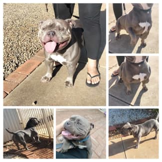 American pocket ￼bullies puppies ABKC registered ￼, Dogs & Puppies, Gumtree Australia Playford Area - Virginia