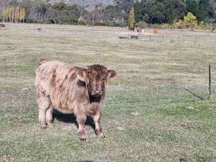 Highland Heifer 