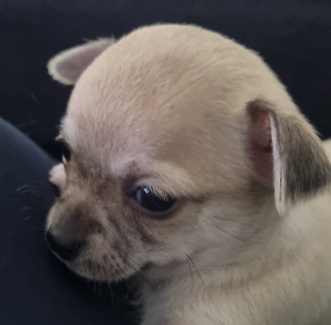 5 purebred Chihuahua puppies 