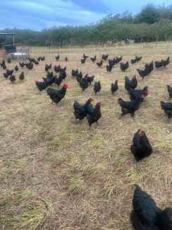 Australorp Roosters Only!!!!!