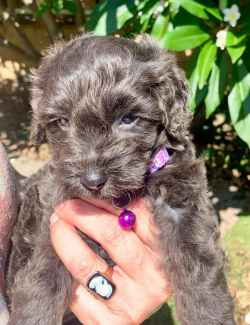 Cavoodle store puppies gumtree