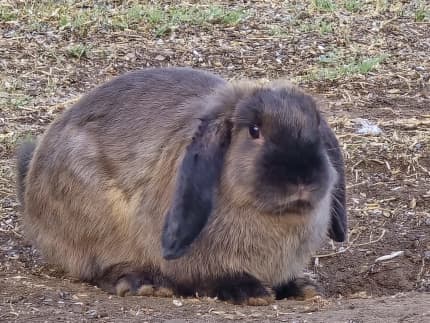 Gumtree best sale baby rabbits