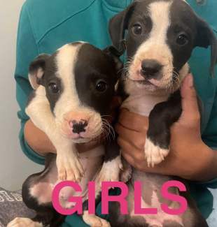 Staffy deals puppies gumtree