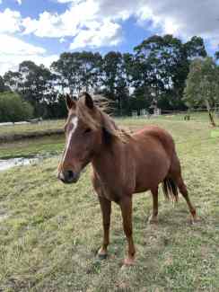 Brumby Mare
