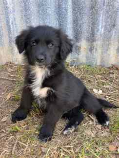 Shops collie x retriever puppies