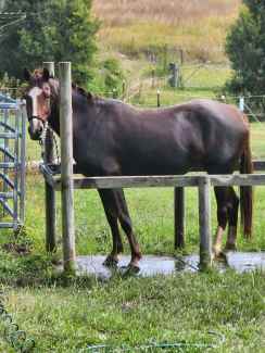 Galloway mare 5yo German Riding Pony x Welsh