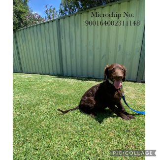 Mentone 3194 VIC Dogs Puppies Gumtree Australia Free Local Classifieds