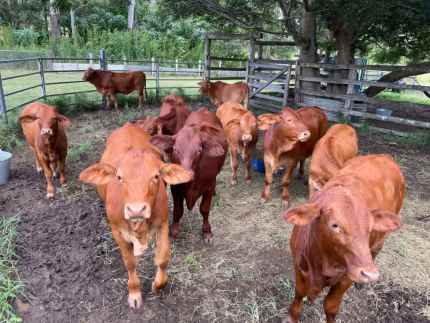 Droughtmaster Calves