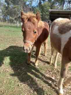 Miniature horse filly- pet
